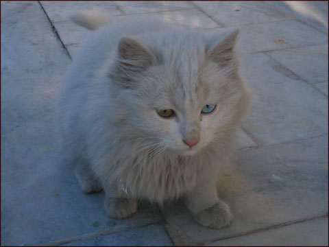 My bicolor eyed cat, Bizhol